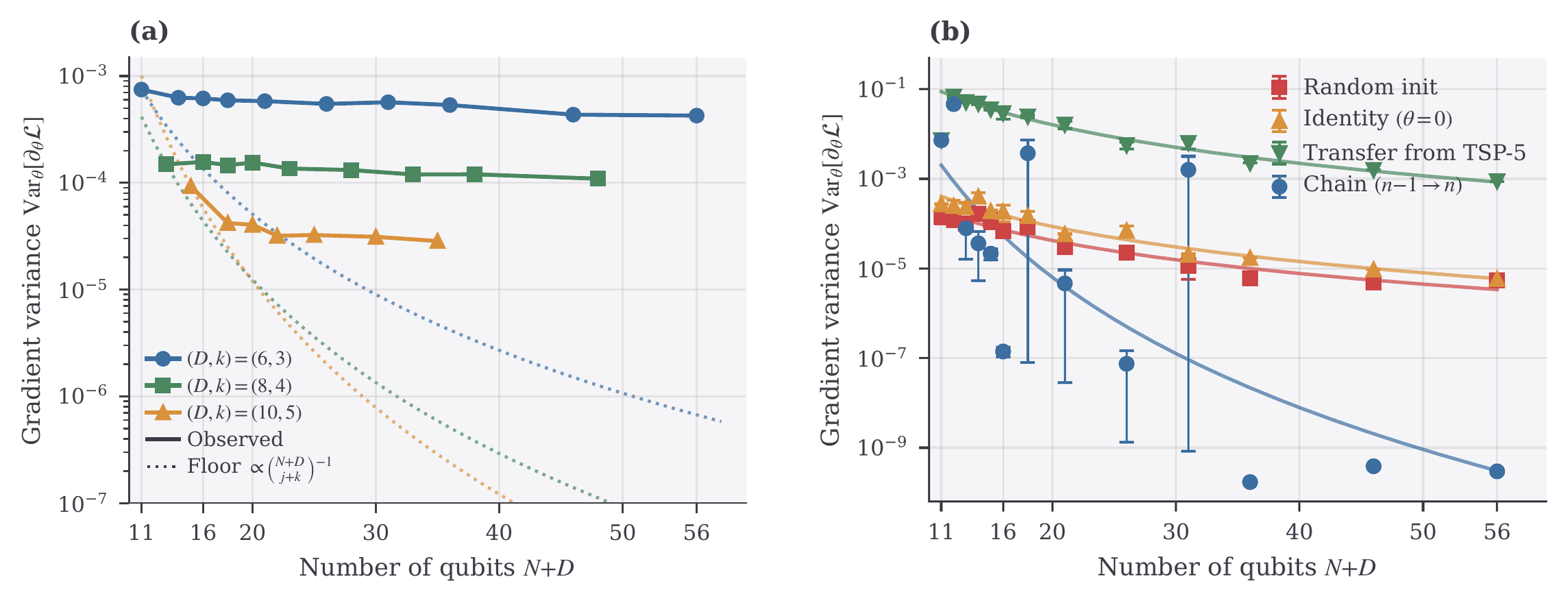 Two panels. (a) Per-parameter gradient variance versus qubit count out to 56 qubits at three half-filling operating points, each well above exponential decay. (b) Gradient variance under four initialisations: random, identity, transfer from TSP-5, and a chained transfer.